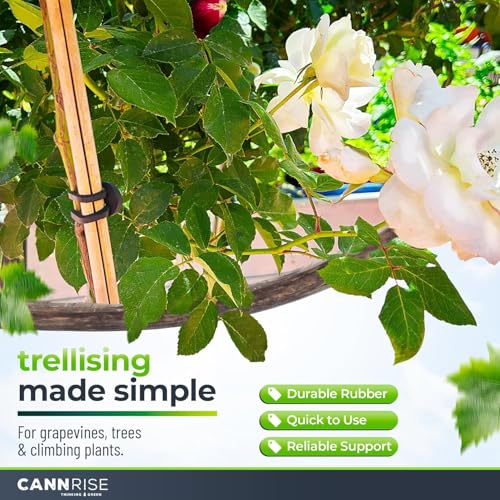 Anchor Bands for Trellising – 140-Pack 16 cm/ 6.3 Inch Rubber Vine Ties, UV-Protected Bands: Grapevines, Trees & Climbing Plants – Tool-Free Loop-and-Anchor Design for Install, Weatherproof - size: 140 pack / 6.2"