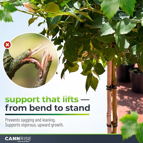 Anchor Bands for Trellising – 110-Pack 5 cm/1.96 in Rubber Vine Ties, UV-Protected Bands: Grapevines, Trees & Climbing Plants – Tool-Free Loop-and-Anchor Design for Install, Weatherproof - size: 110 pack / 1.96"